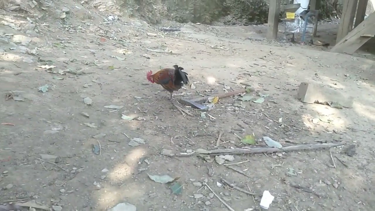 Gà f1 thuần đuôi nhọn đẹp.