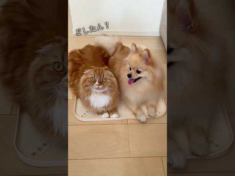 どしたん？🐶🐱