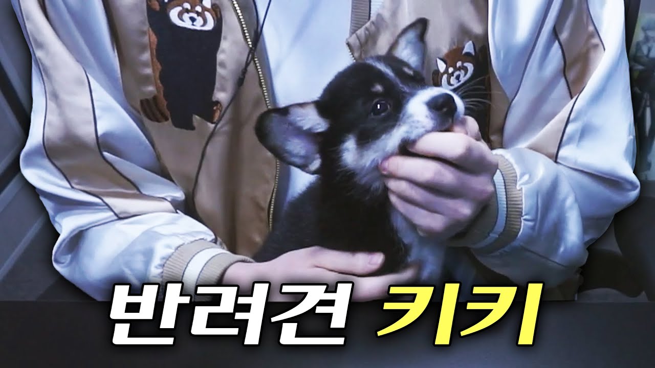 유기견을 입양했습니다