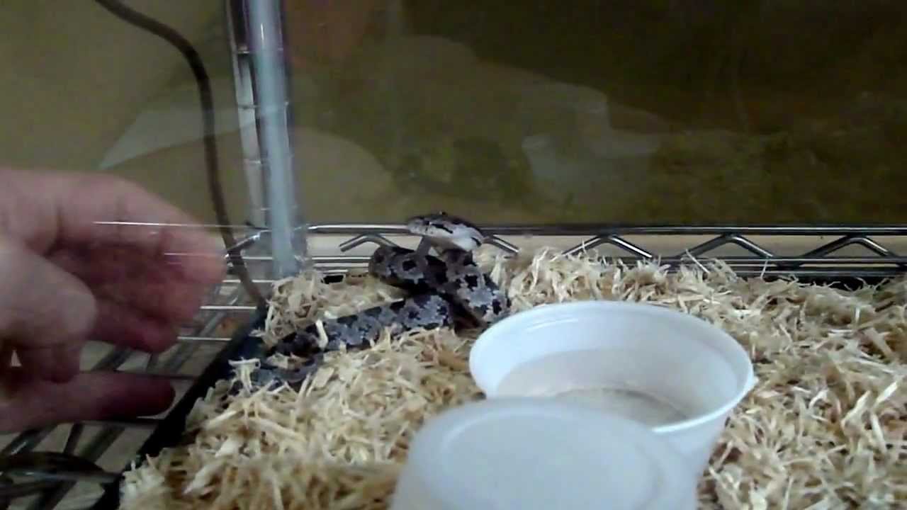 video phone beyonce mp3 MEAN EASTERN RAT SNAKE!