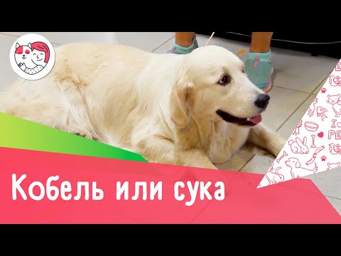 Кобель и сука: 4 совета, как выбрать пол лающего питомца