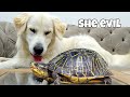Pranking My Dog With Giant Turtle / My dog Reacts