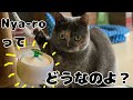「Nya-ro」買っちゃいました！