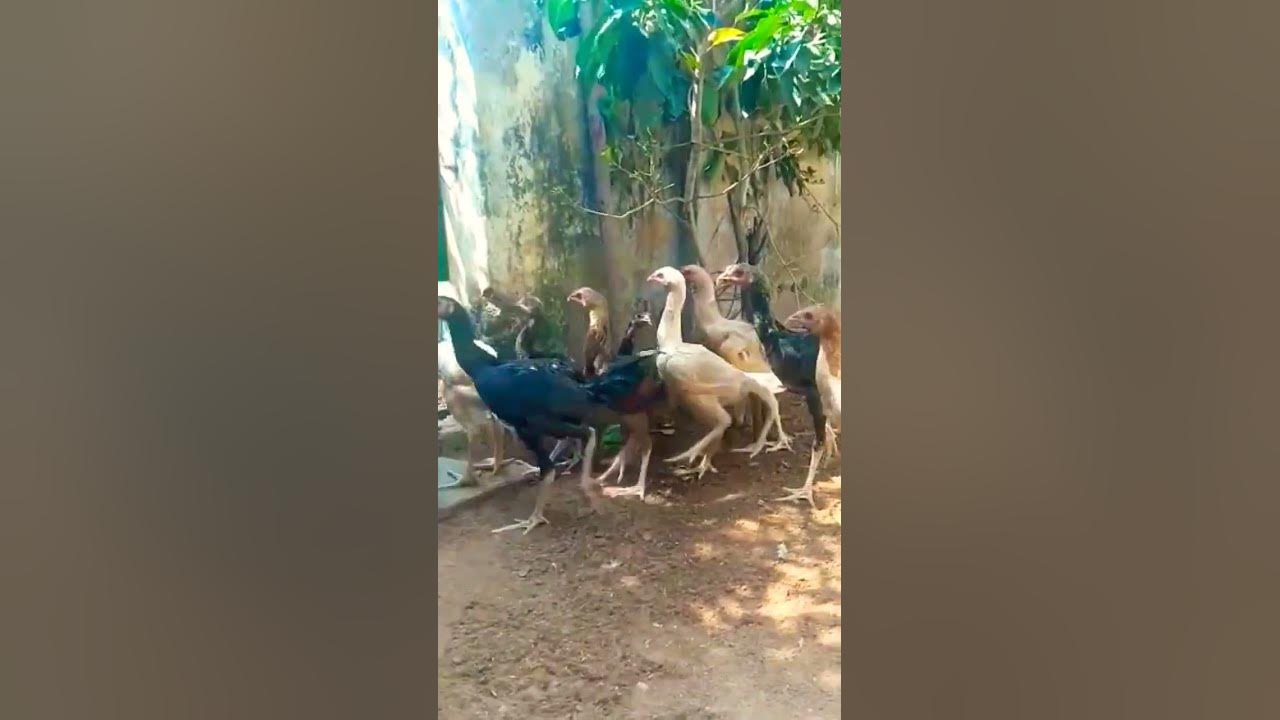 3months bimavaram10&peru cross 3 totally 13 pillalu for bulk sale vamsi