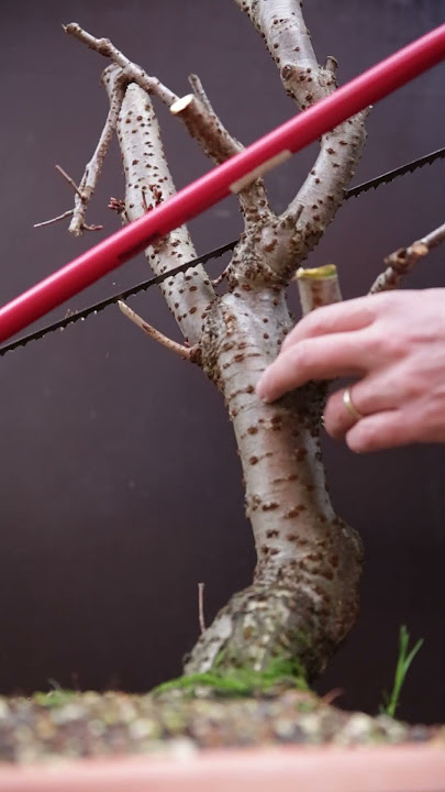 Starting a bonsai is Easy: Remove all that is not bonsai
