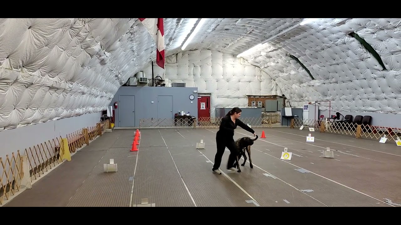 AKC Virtual Novice Rally Course 4/Boris - YouTube