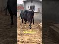 black hf cow