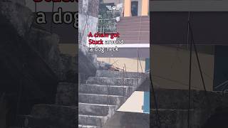 A chain got stuck around a dog neck | Tactical Rescue | AWCS #dog #dogrescue #doglover #hyd #viral