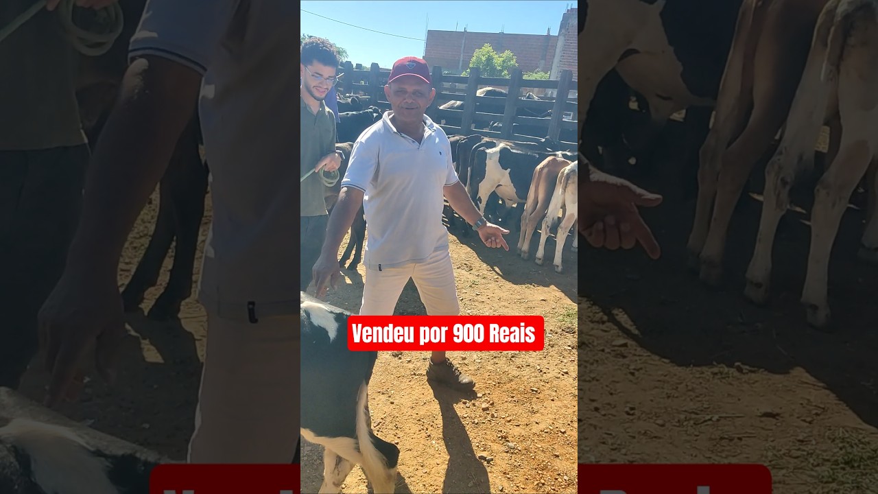 Vendeu por 900 o Bezerro