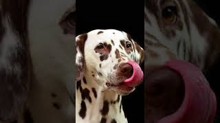 dalmatian | Who has the dalmatian Breed | Dog show