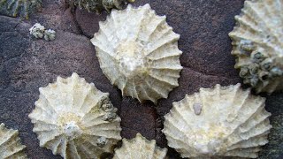 Facts: Limpets