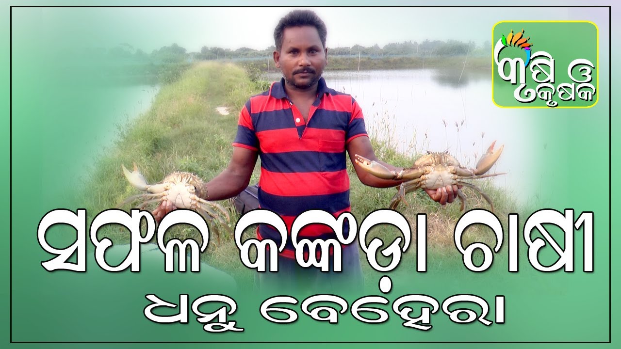 ସଫଳ କଙ୍କଡା ଚାଷୀ ଧନୁ ବେହେରା