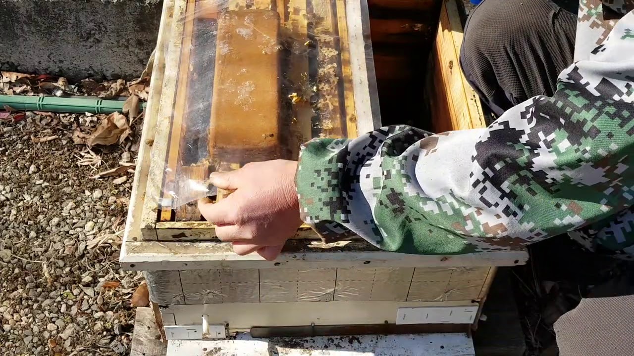 벌 깨우는 3가지 방법 21-1-20일