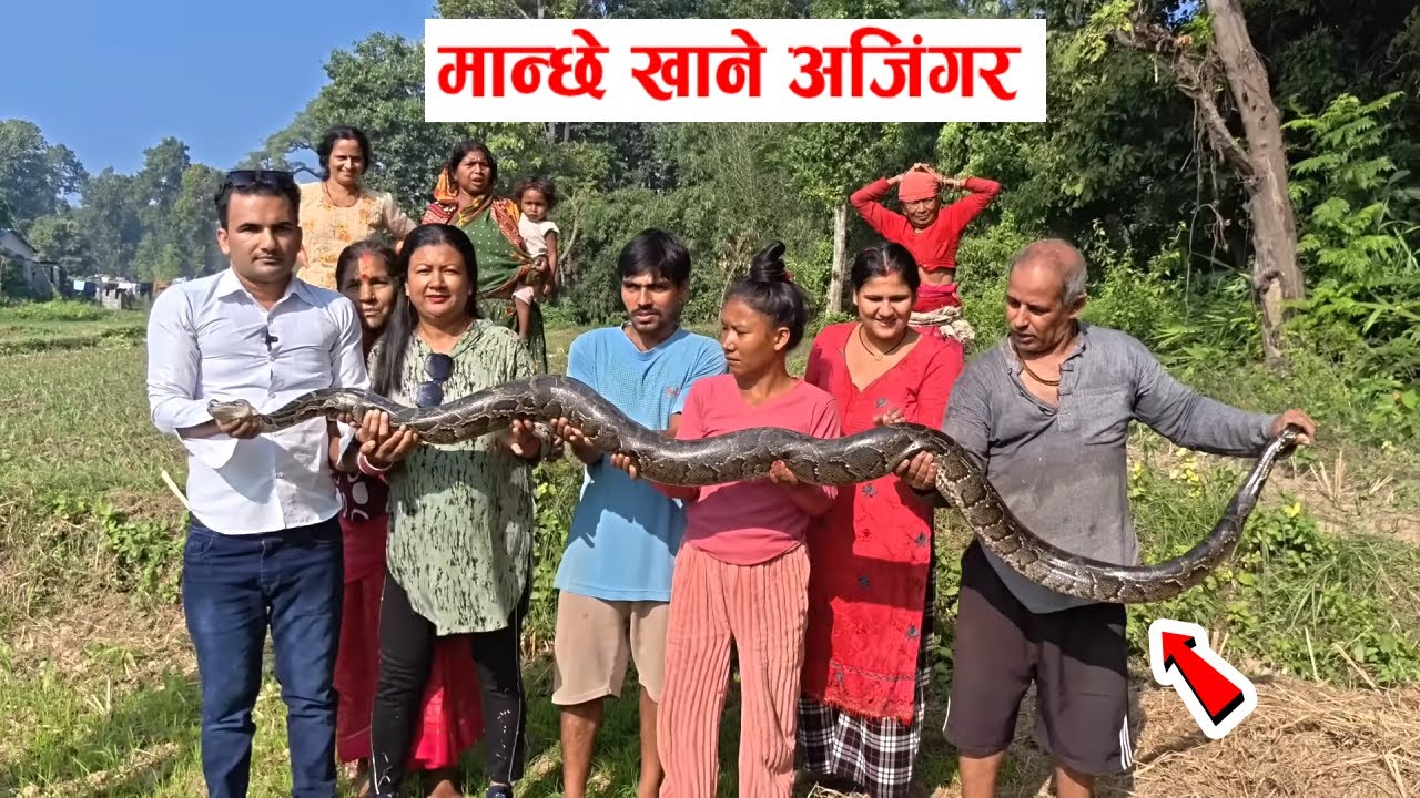 बल्ल समाते मान्छेको बच्चा खाने अजिंगर हेर्नुस !अब जथाभावी बालबच्चाहरुलाई नछोड्नु ;Monster Snake