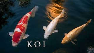 Rain Sounds on a Japanese Koi Pond at Night | Koto, Shakuhachi & Sho for Deep Sleep (1 Hour) screenshot 2