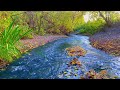 Calming nature ambience FOREST RIVER flowing sounds for sleeping