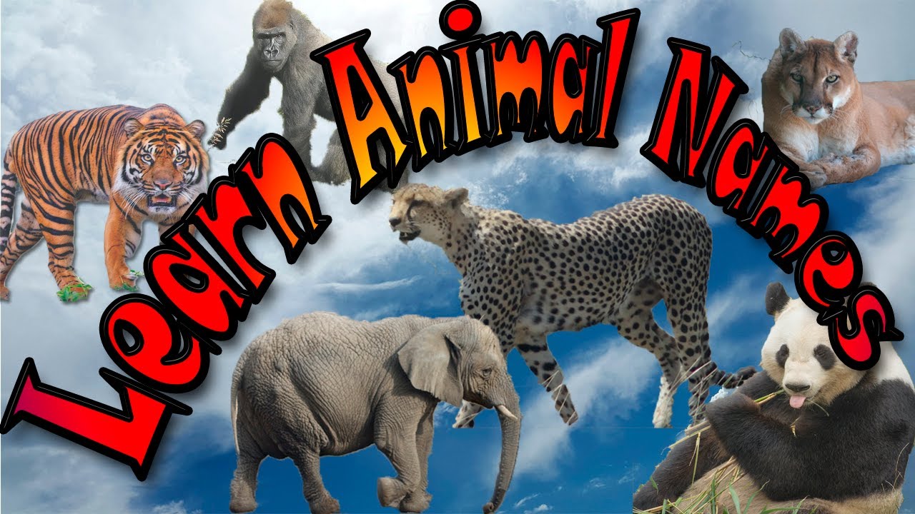 video editing software free #1 Learn ANIMALS NAMES with fun TOYS - Aprende nombres de animales con divertidos juguetes