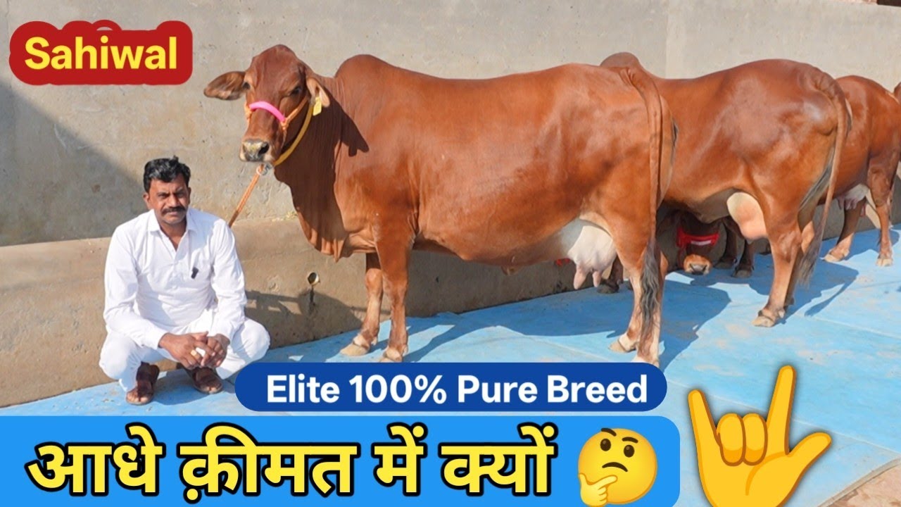 Elite Sahiwal 7 Cow 💥 20 लीटर तक दूध 👉आज खरीद से आधे में गाय लेने का मौका Pure Sahiwal Cow Farm Talk