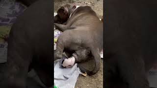 ஆபத்தான நாய்கள் || American Pitbull Dog Facts || Tamil Info Share #shorts screenshot 5