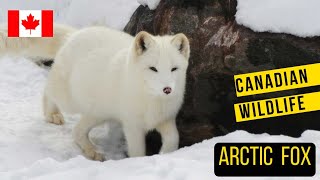 The Arctic Fox: Canada's Resilient small but mighty Predator