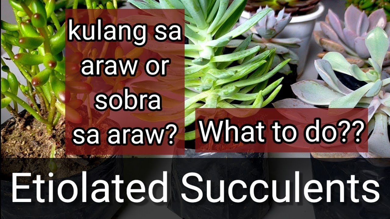 Etiolated Succulents l Kulang sa araw na Succulents and paano ayusin?