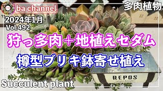 492 {Succulents} Even succulents without name tags are cute