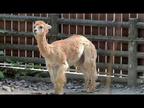 木柵動物園【8.兒童動物區】 羊駝