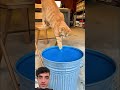 Cat colour change amazing blue colour#cat #funny #animals #cute #amazing