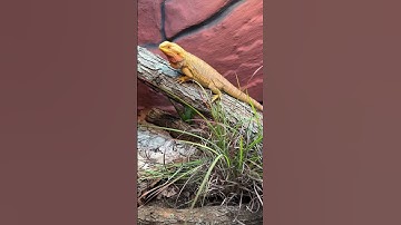 Do You Turn Lights Off at Night for Bearded Dragons