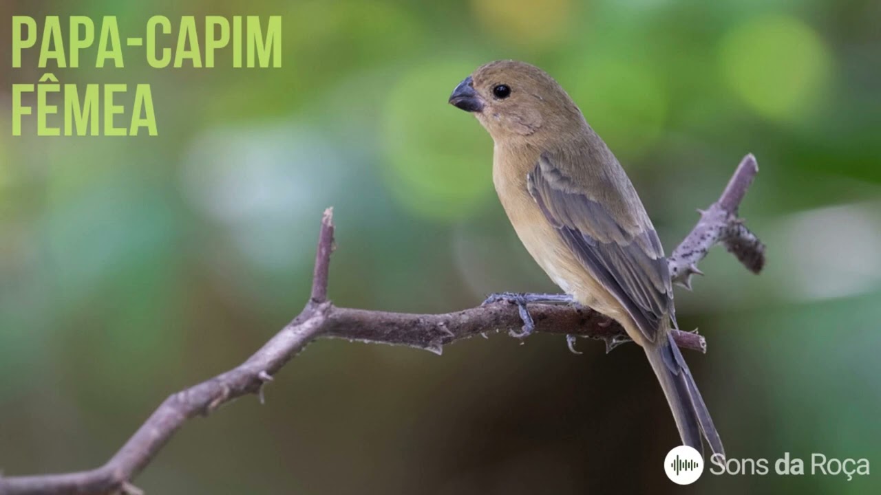 FÊMEA PAPA-CAPIM FOGOSA - 1 HORA Para esquentar o seu tui tui