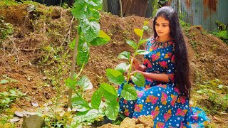 spinach feast !!! lots of  dishes with /Nikini village cooking