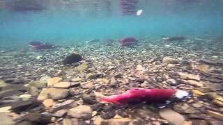 Accidently hooked into a red Sockeye salmon while trout fishing.