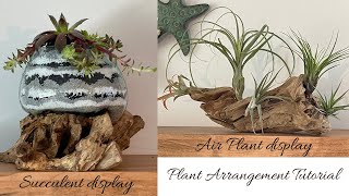 HOW TO CREATE - BEAUTIFUL AIR PLANT & SUCCULENT ARRANGEMENTS
