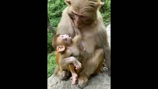 Filhote De Macaco Arranca Sorriso Do Pai Macaco