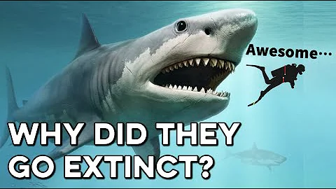 Why Did the Megalodon Go Extinct?