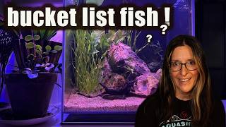 Getting My Bucket List Fish For The Kitchen Tank Disappointment Is Real