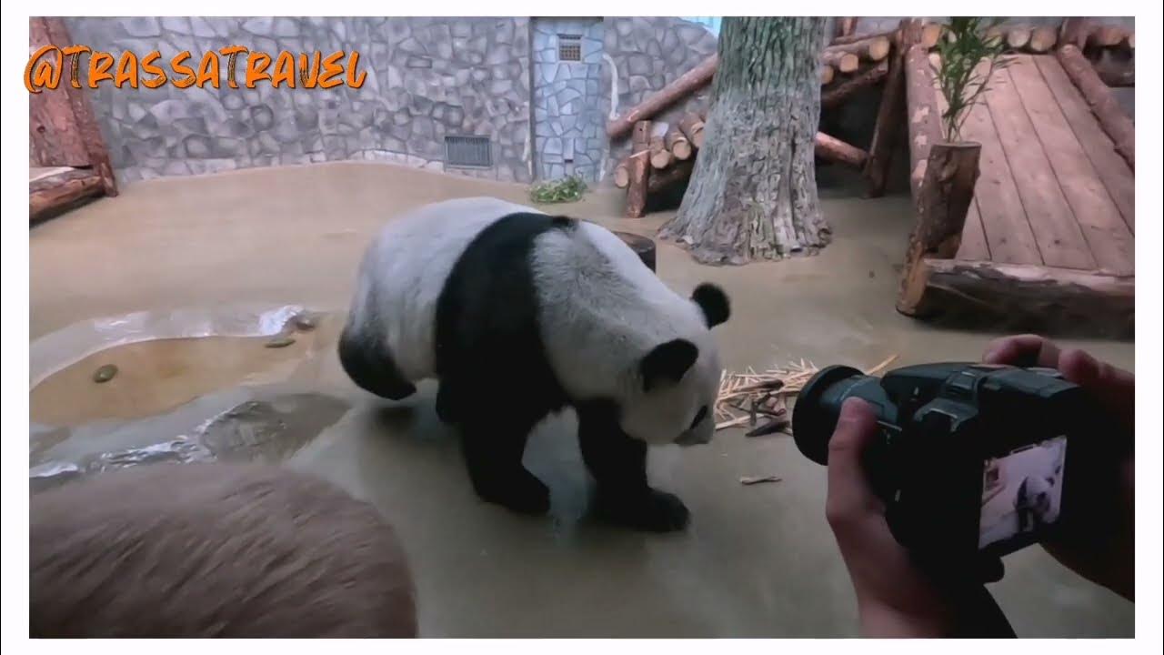 Московский зоопарк. Панда. The Moscow Zoo. Panda - YouTube