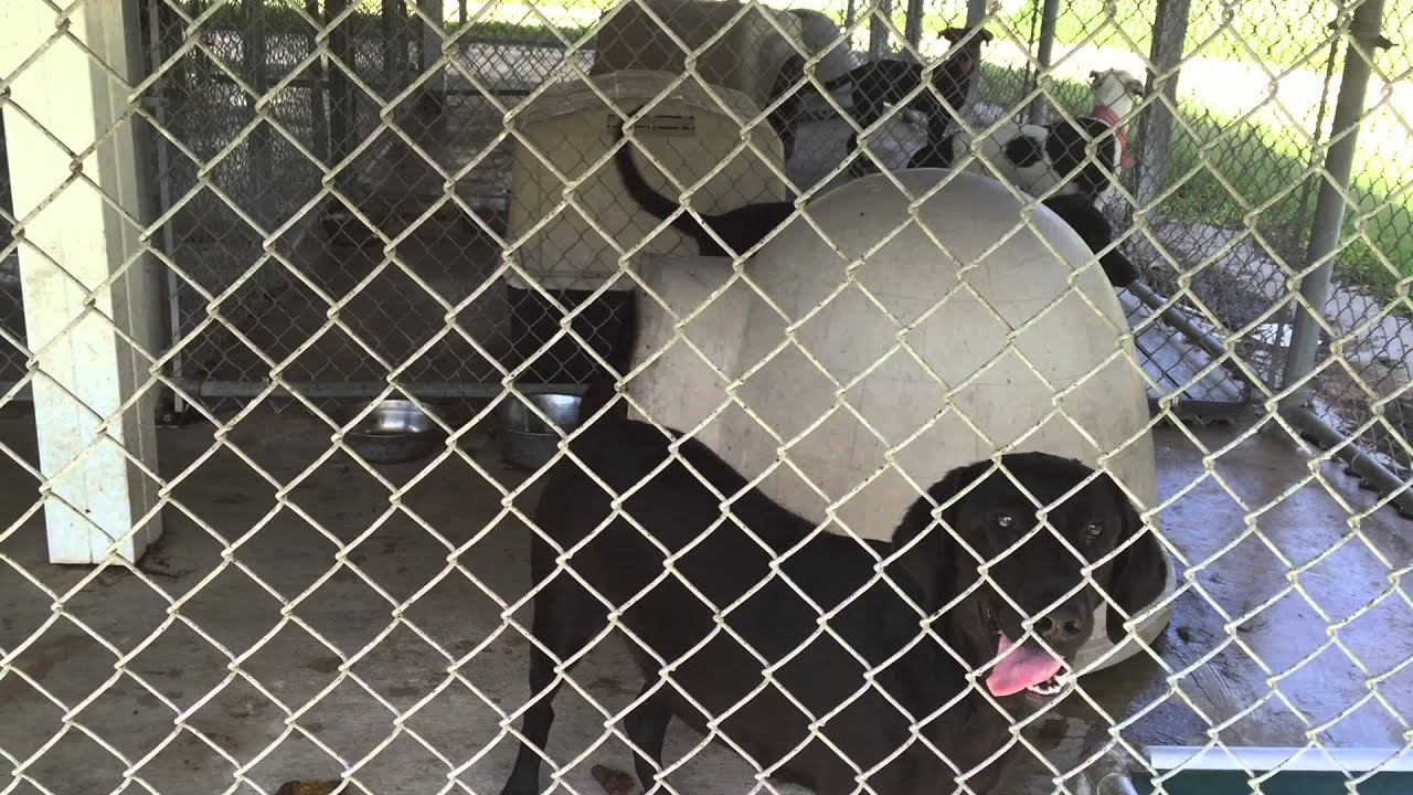 LOUISIANA, MO DOG POUND Lab sisters YouTube