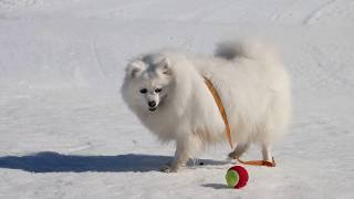 My Japanese Spitz