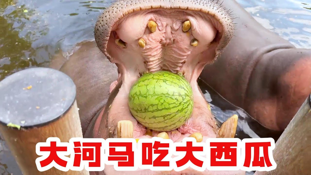 带着超大西瓜去野生动物园为河马，苗大嘴