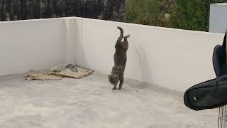 Beautiful Grey Cats Found Their Resting And Hidden Places In New Home They Look Happy