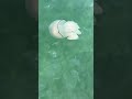 Огромная медуза в море 😲