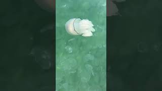 Огромная медуза в море 😲