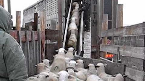Easy load sheep