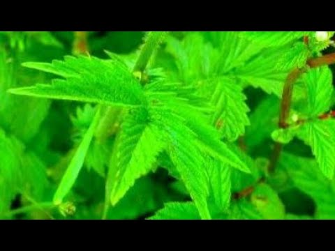 عشبة مكرمان      فوائد عشبة مكرمان