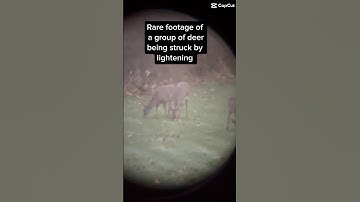 Group of deer struck by lightning 🌩️ 😟#hunting #whitetaildeer #funny #viral #fyp #shorts