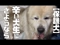 【保護犬】グレートピレニーズ、家庭犬として生まれ変わる日