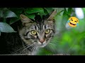 CATS FUNNY CUTE VIDEOS 🐾 833