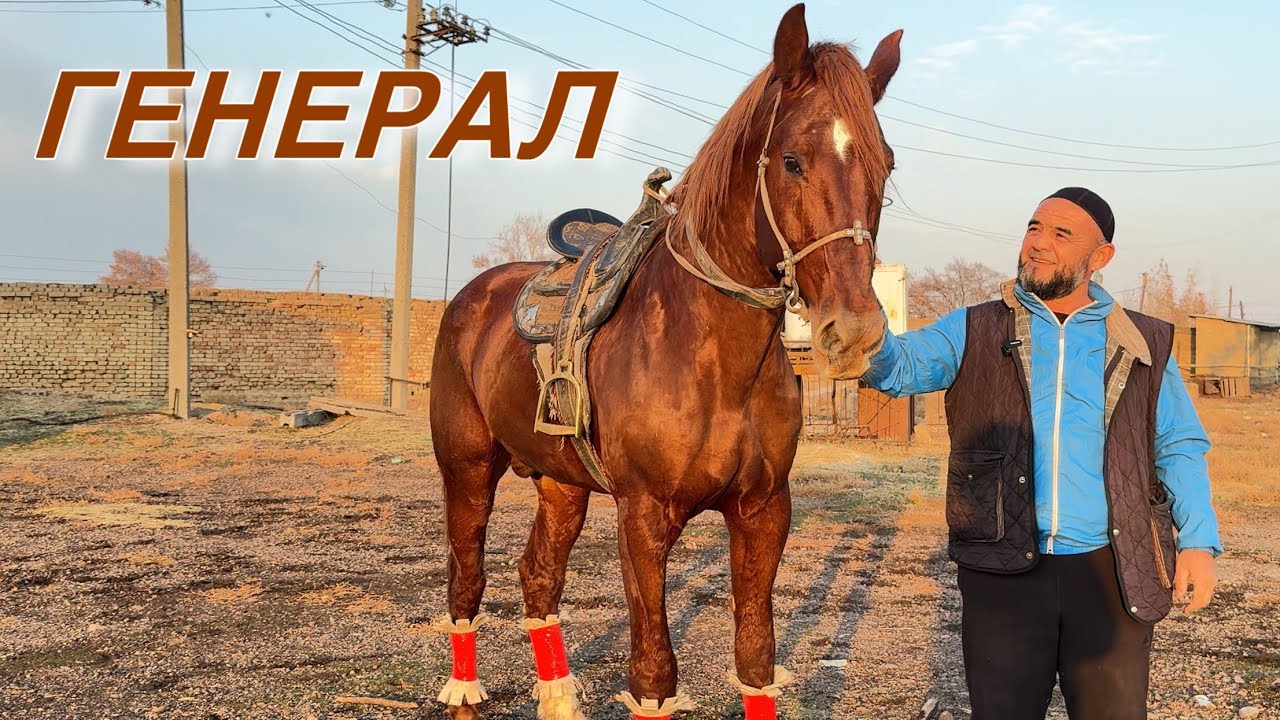 Uloq ko‘pkari uchun tayyor otlar! Piskentning mashhur “General” va “Boss” otlari!