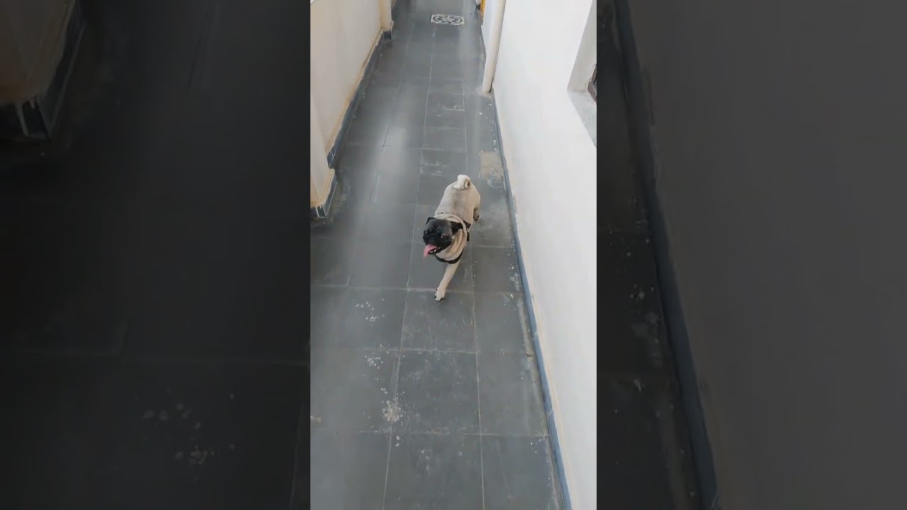 మధ్యాహ్నం ❤️నుంచి బయటికి తీసుకపో అని సతాయిస్తుంది ఒకవేళ బయటికి తీసుకపోతే ఎలా ఉంటుందో చూడండి ఉన్నదే  